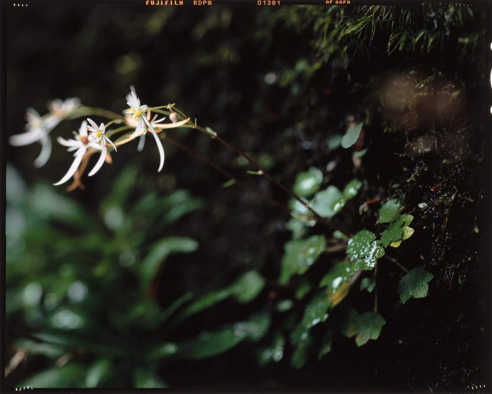 Saxifraga  fortunei